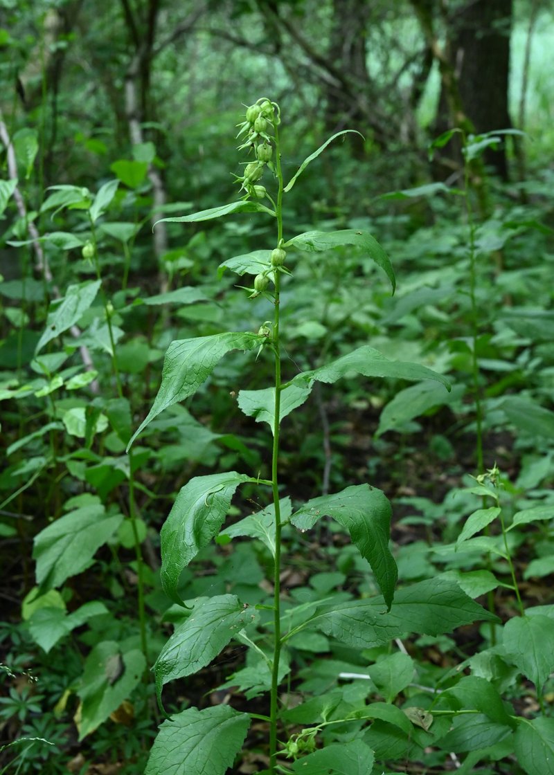 Giant Bellflower photo 9