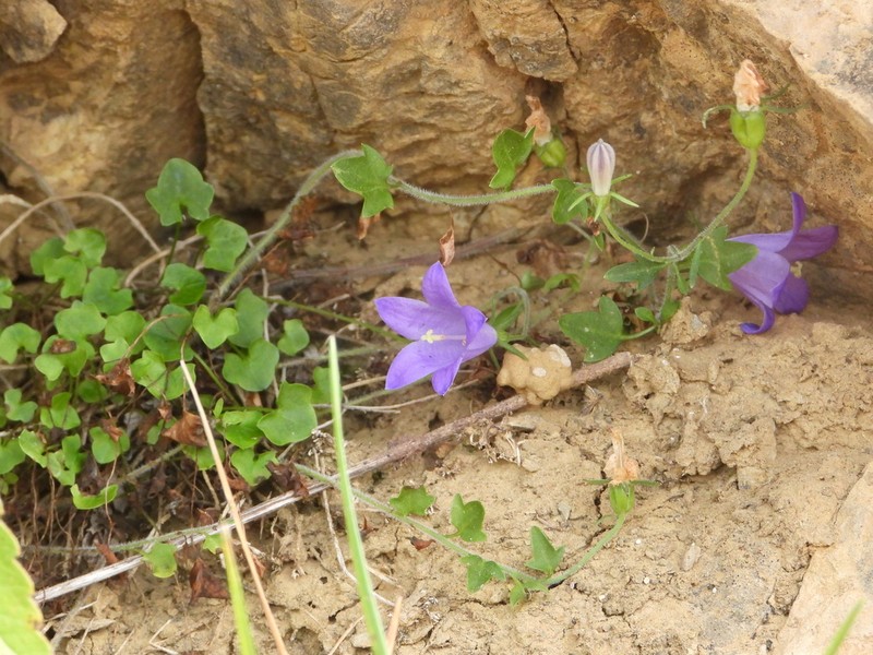 Campanula mariae-ceballosiae