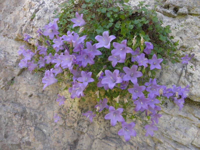 Campanula mariae-ceballosiae photo 2