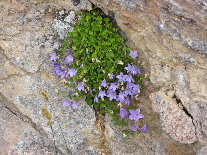 Campanula mariae-ceballosiae photo 3