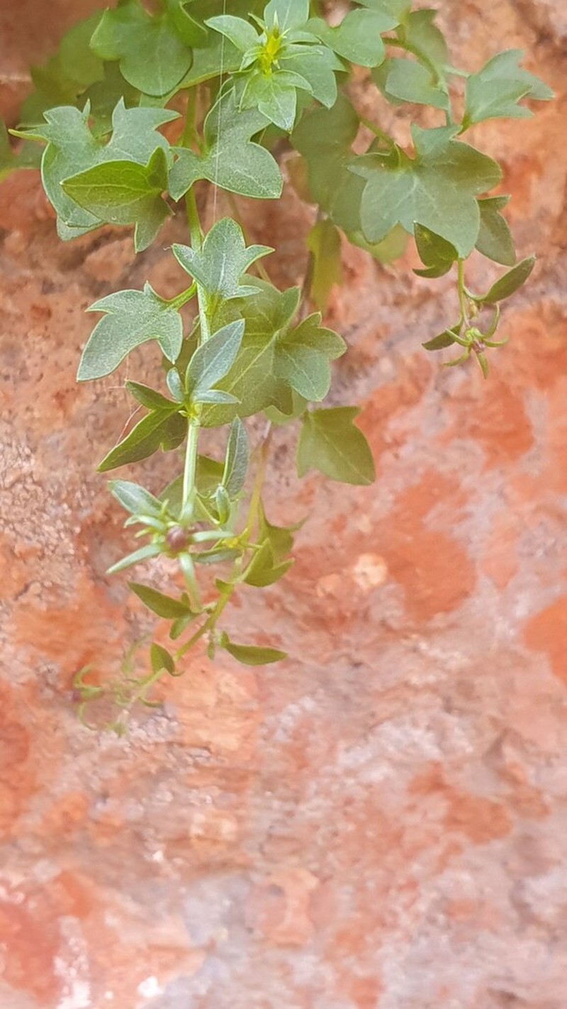 Campanula mariae-ceballosiae photo 4