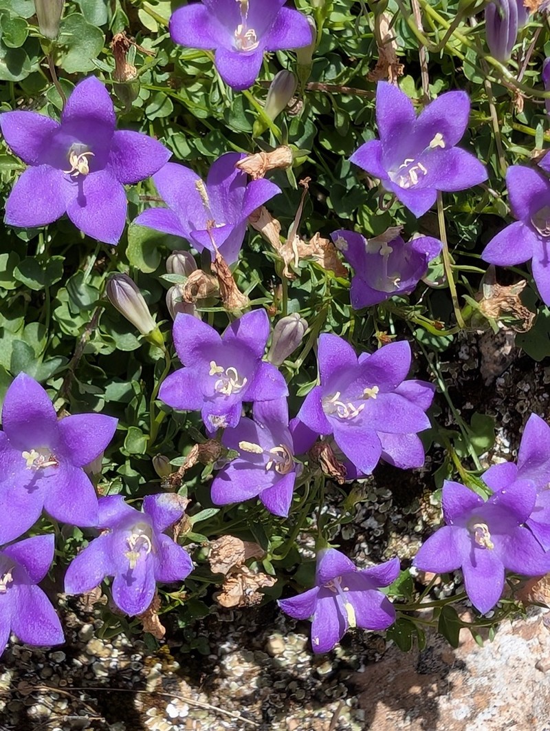 Campanula mariae-ceballosiae photo 5
