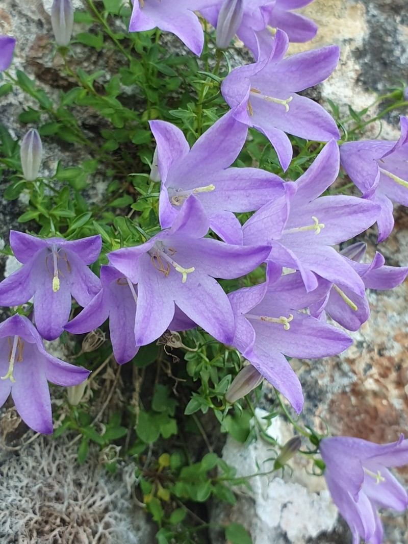 Campanula mariae-ceballosiae photo 6