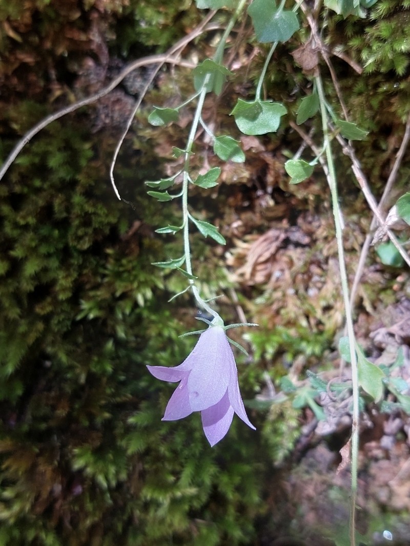 Campanula mariae-ceballosiae photo 8