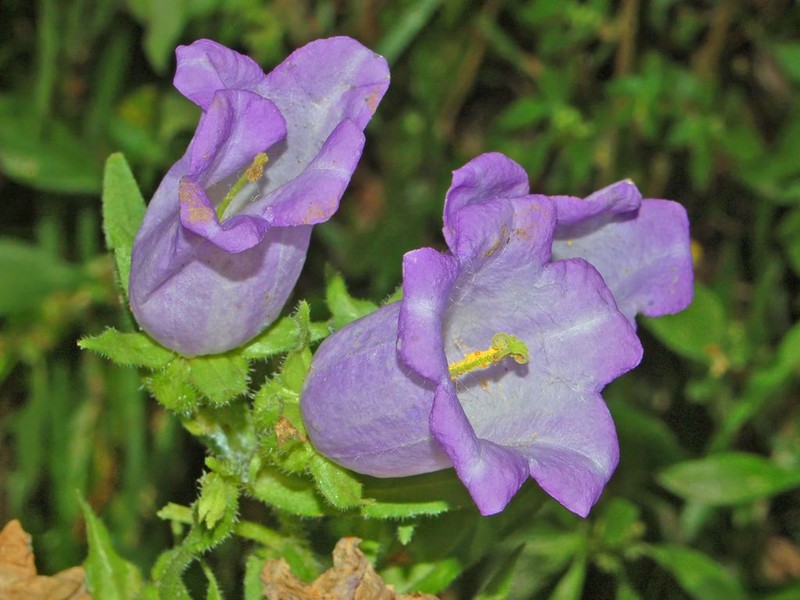 Canterbury Bells photo 2