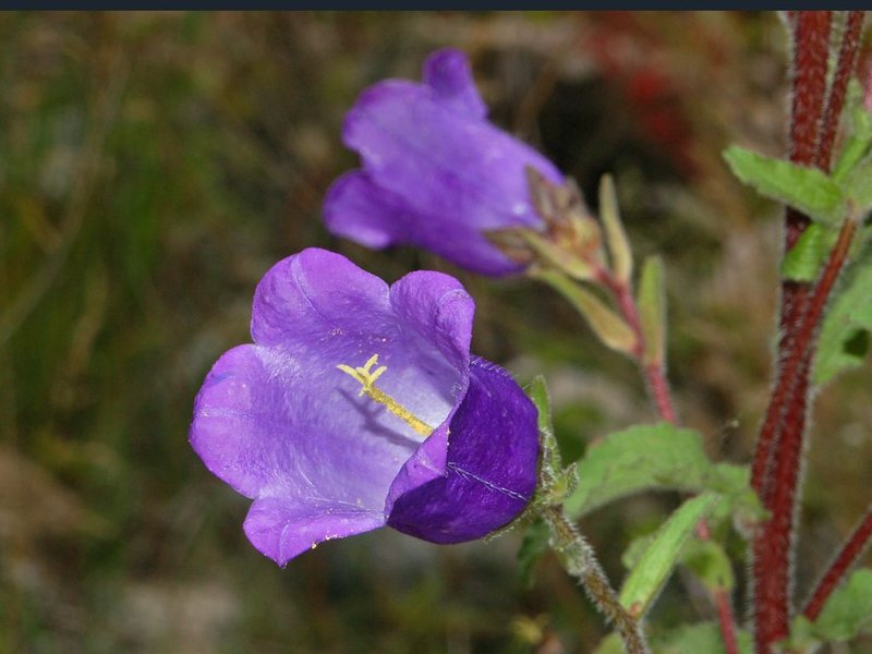 Canterbury Bells photo 3