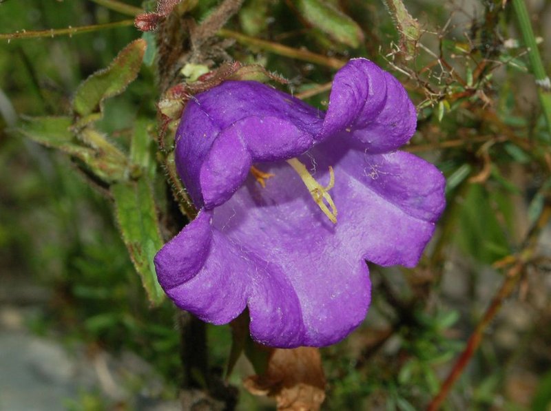 Canterbury Bells photo 4