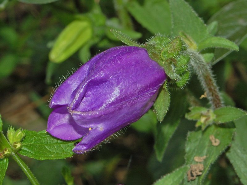 Canterbury Bells photo 6