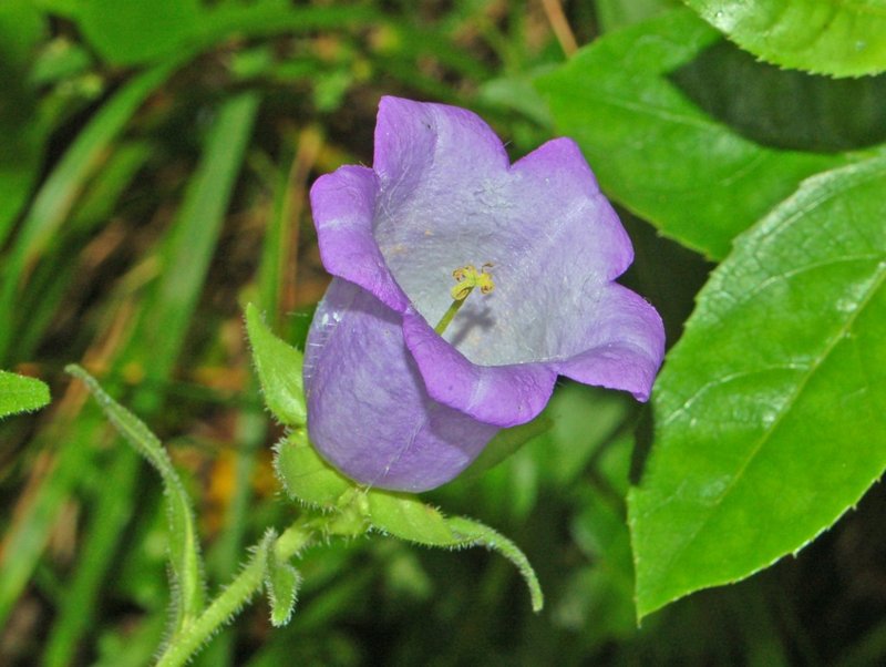 Canterbury Bells photo 7