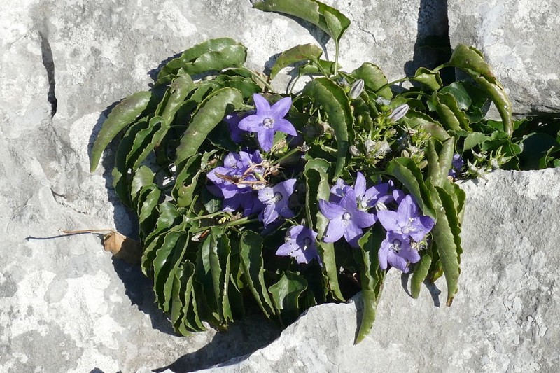 Campanula montenegrina photo 3