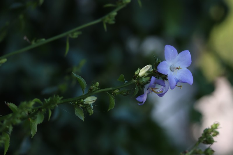 Campanula montenegrina photo 6