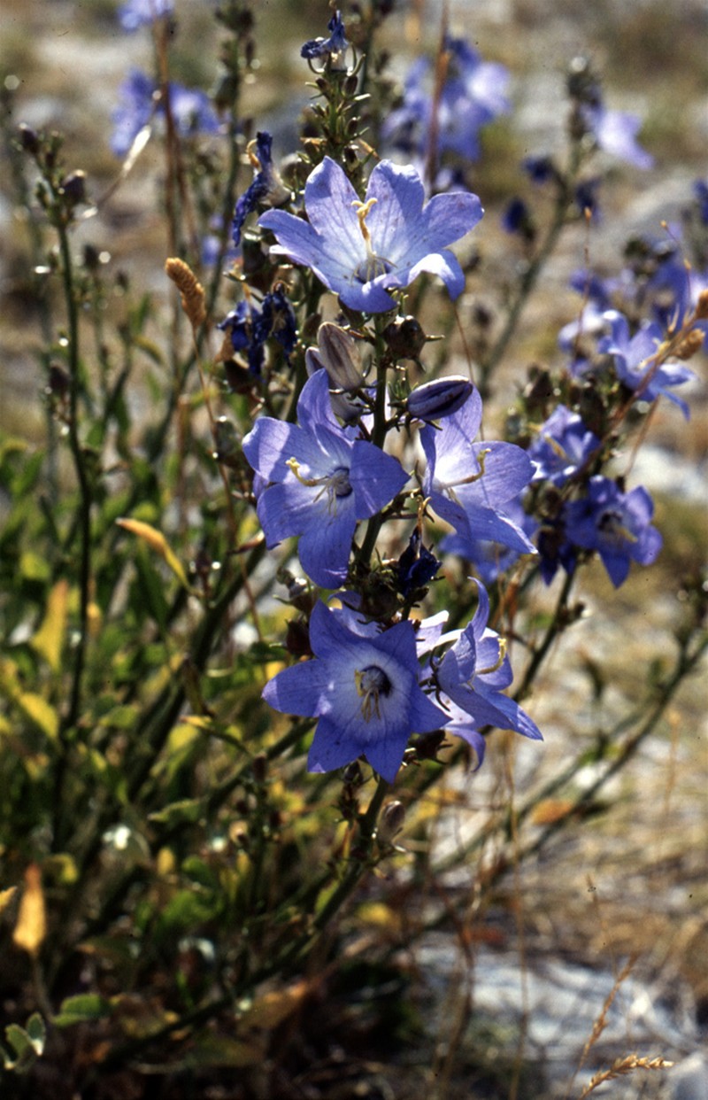 Campanula montenegrina photo 7