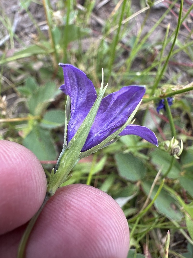 Parry's Bellflower photo 3