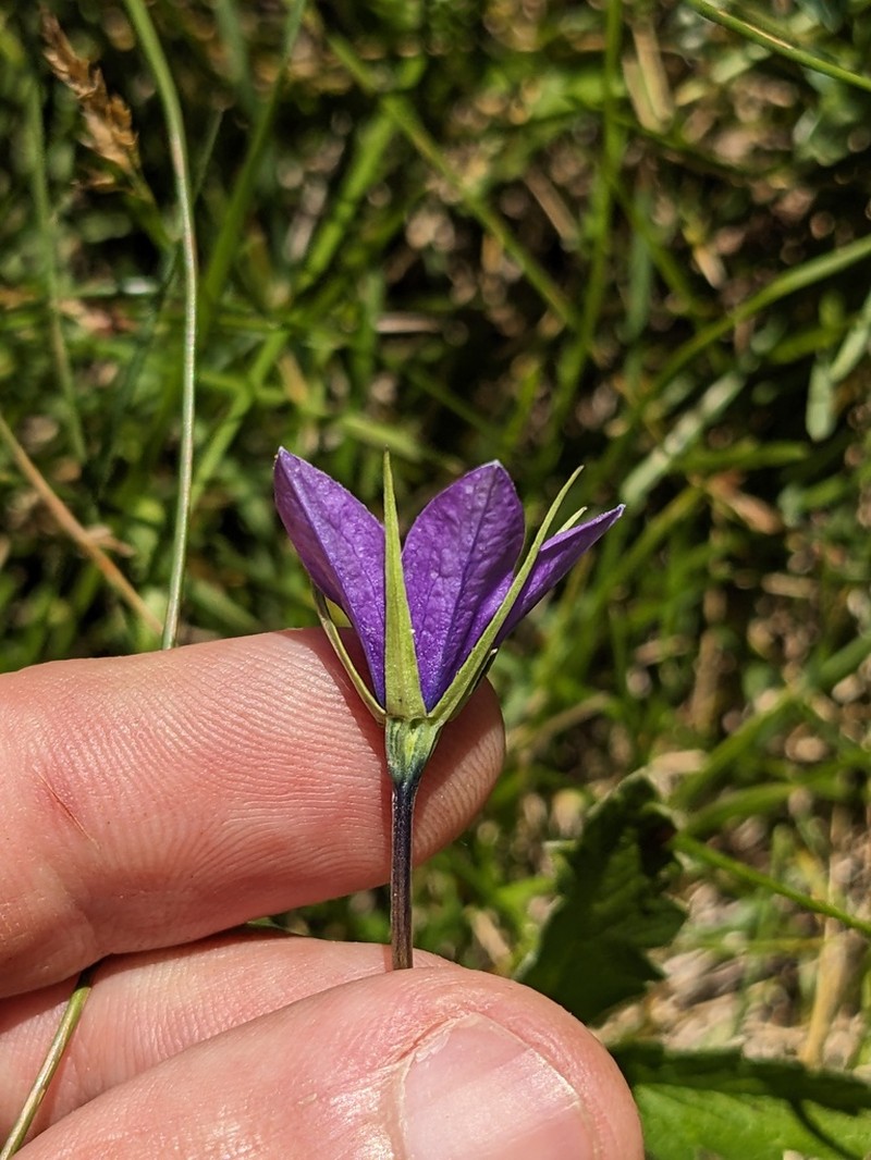 Parry's Bellflower photo 4