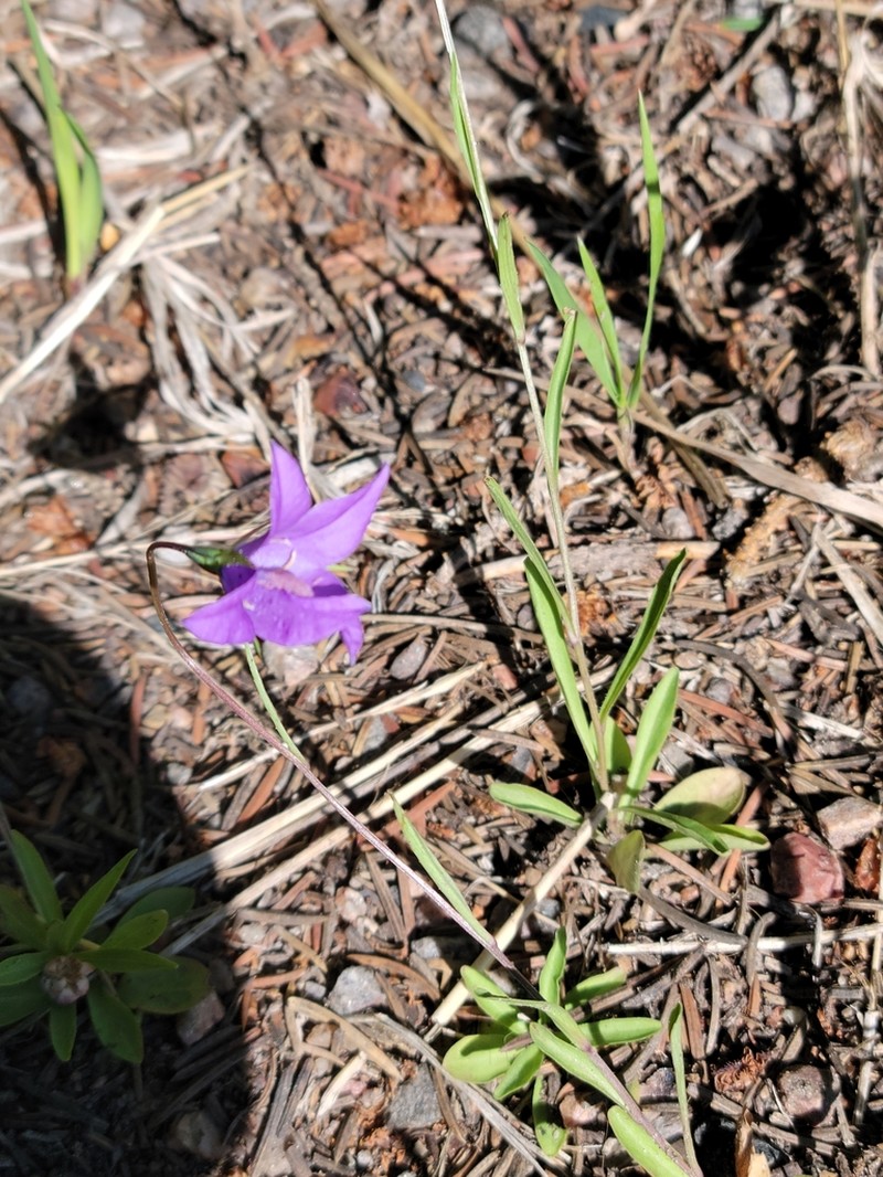 Parry's Bellflower photo 5