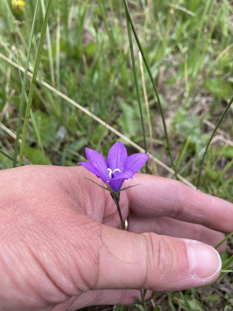 Parry's Bellflower photo 6