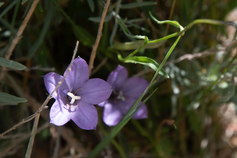 Parry's Bellflower photo 7