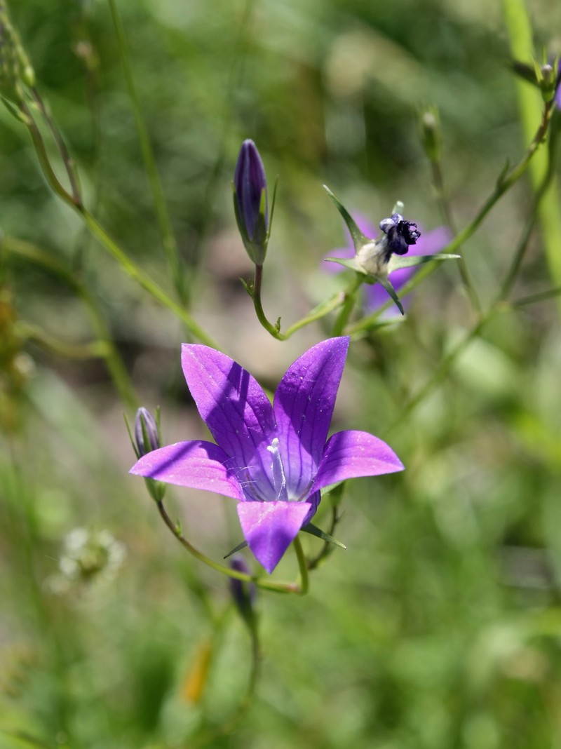 Spreading Bellflower photo 2