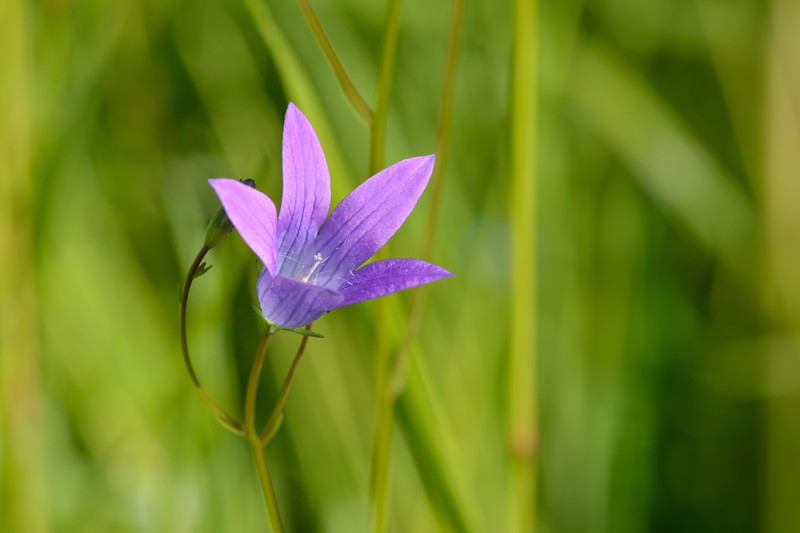 Spreading Bellflower photo 3