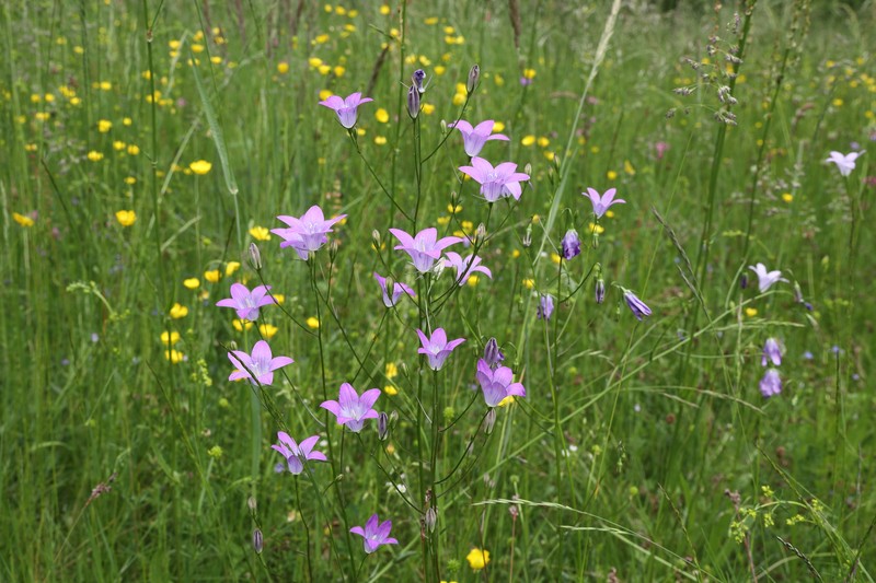 Spreading Bellflower photo 4
