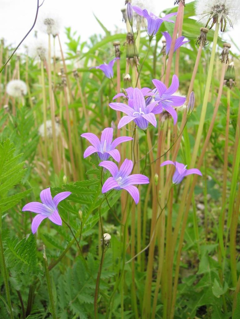 Spreading Bellflower