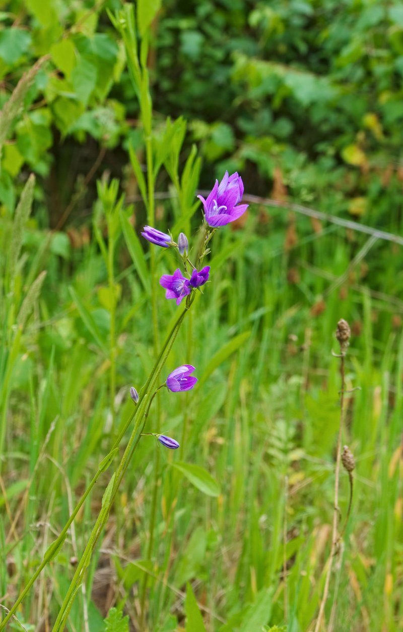 Spreading Bellflower photo 6