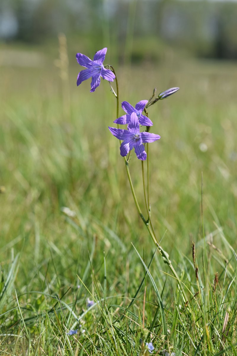 Spreading Bellflower photo 7
