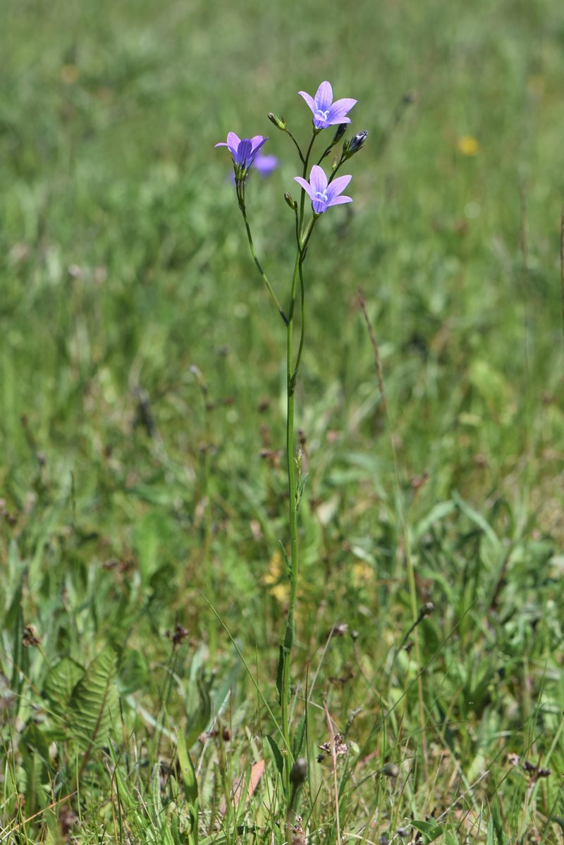 Spreading Bellflower photo 8