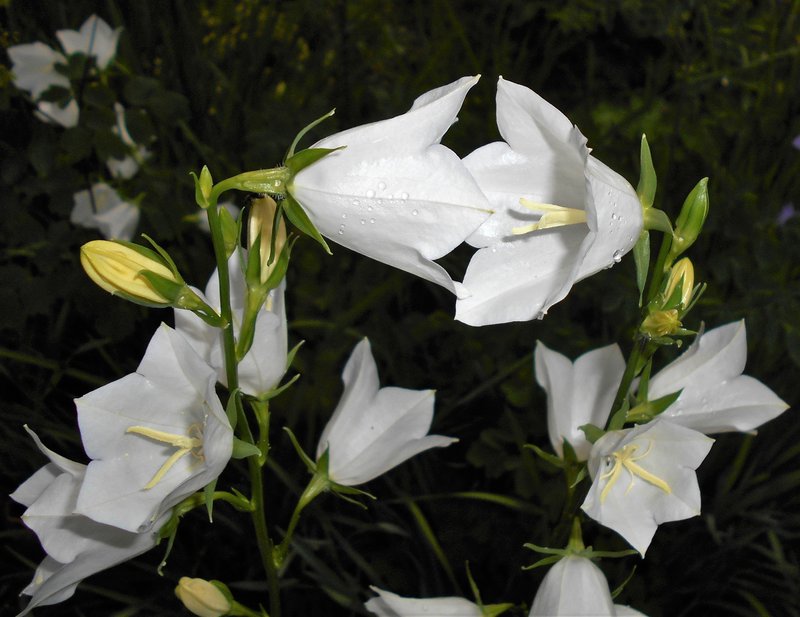 Peachleaf Bellflower photo 2