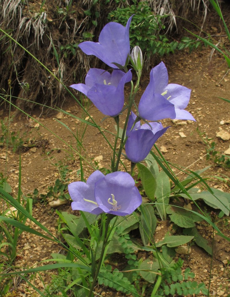 Peachleaf Bellflower photo 3