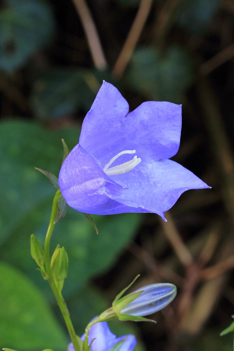 Peachleaf Bellflower photo 4