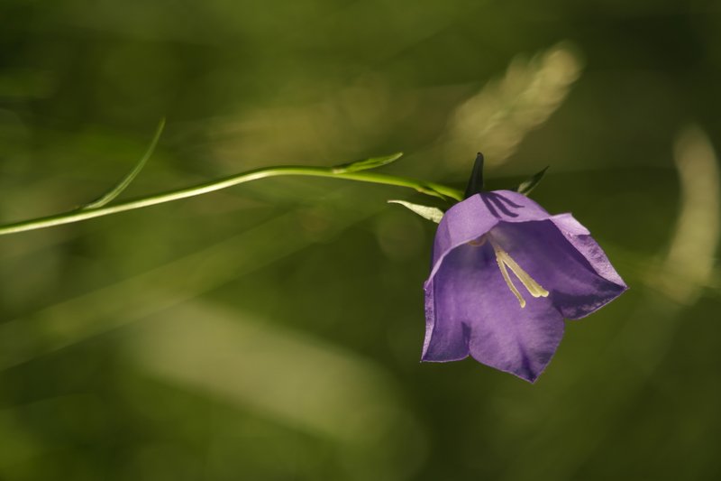 Peachleaf Bellflower