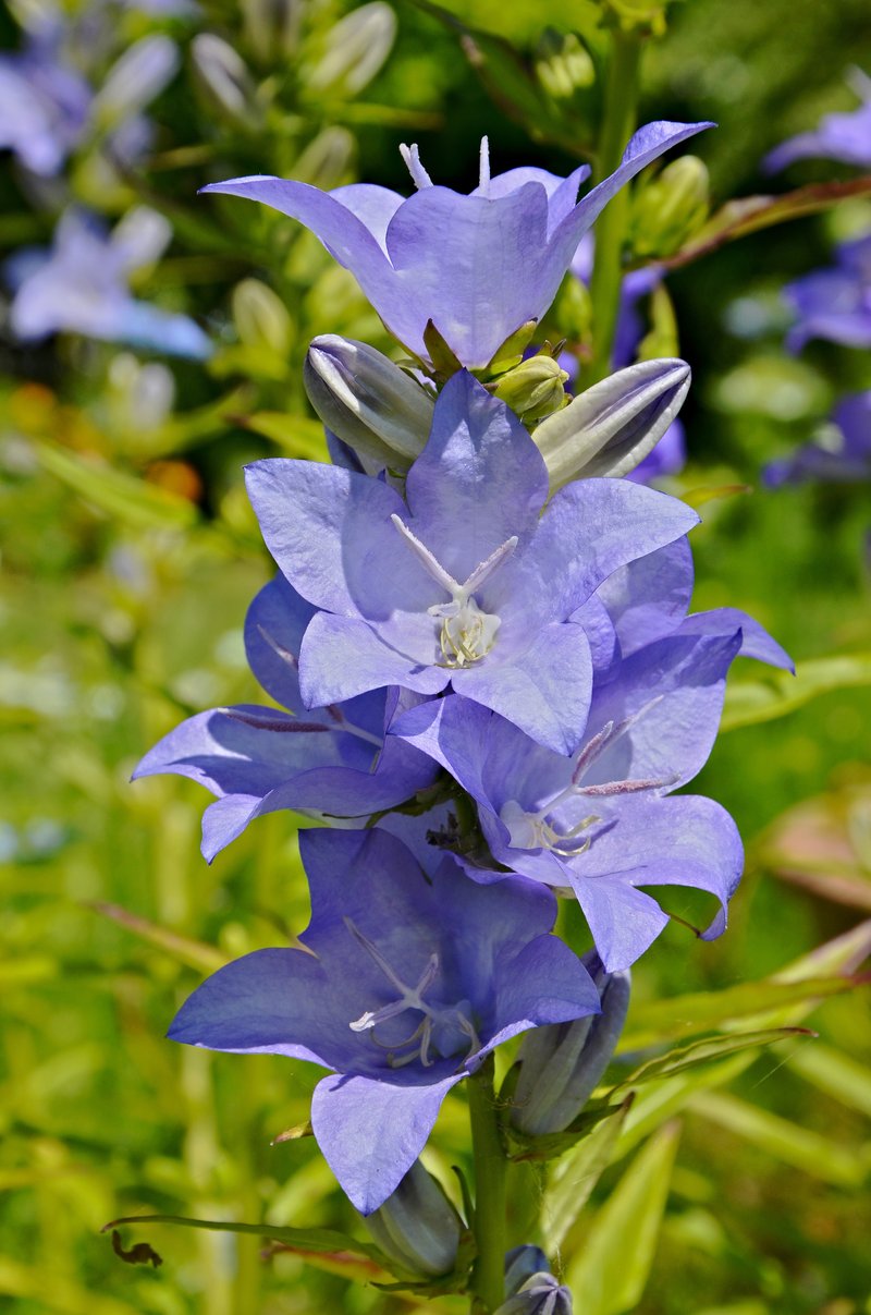 Peachleaf Bellflower photo 5