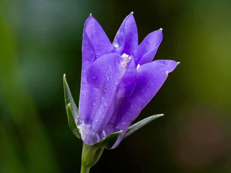 Peachleaf Bellflower photo 6