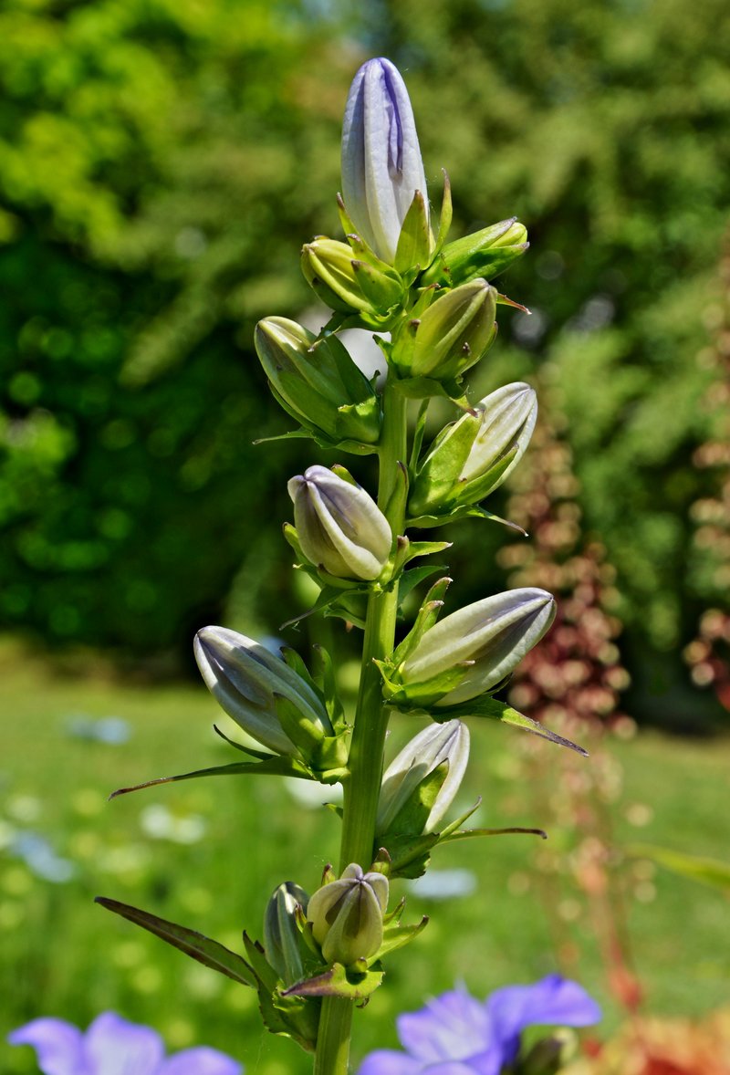 Peachleaf Bellflower photo 7