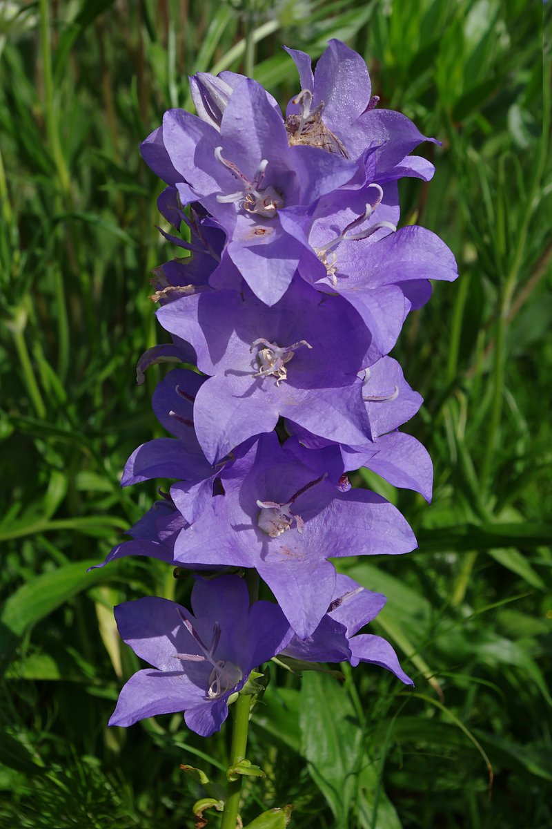Peachleaf Bellflower photo 8