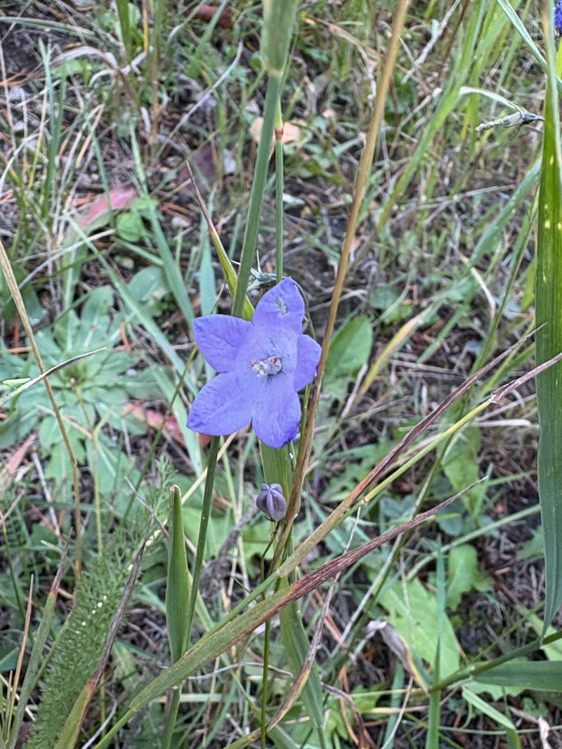 Campanula petiolata