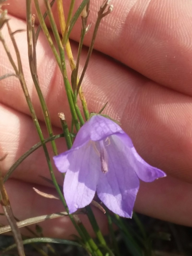 Campanula petiolata photo 2