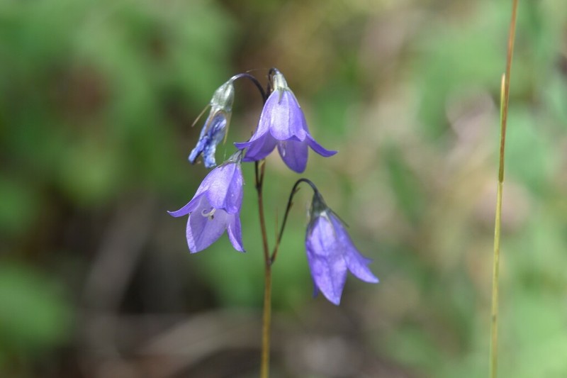 Campanula petiolata photo 3