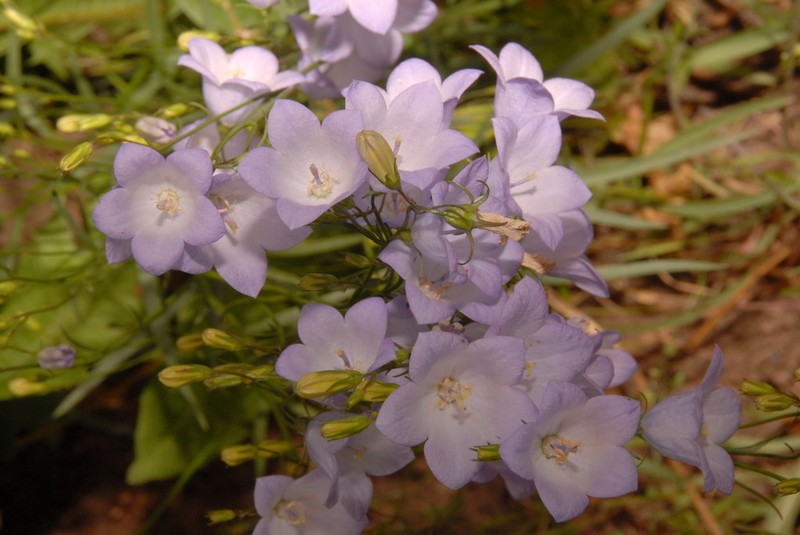 Campanula petiolata photo 4