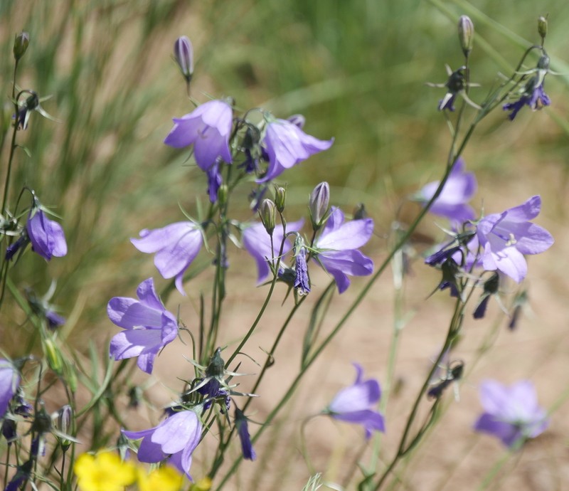 Campanula petiolata photo 5