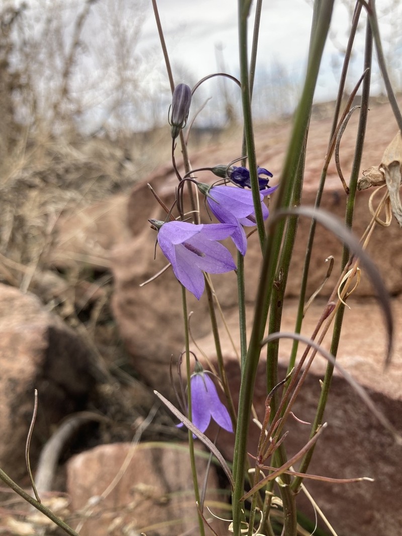 Campanula petiolata photo 6