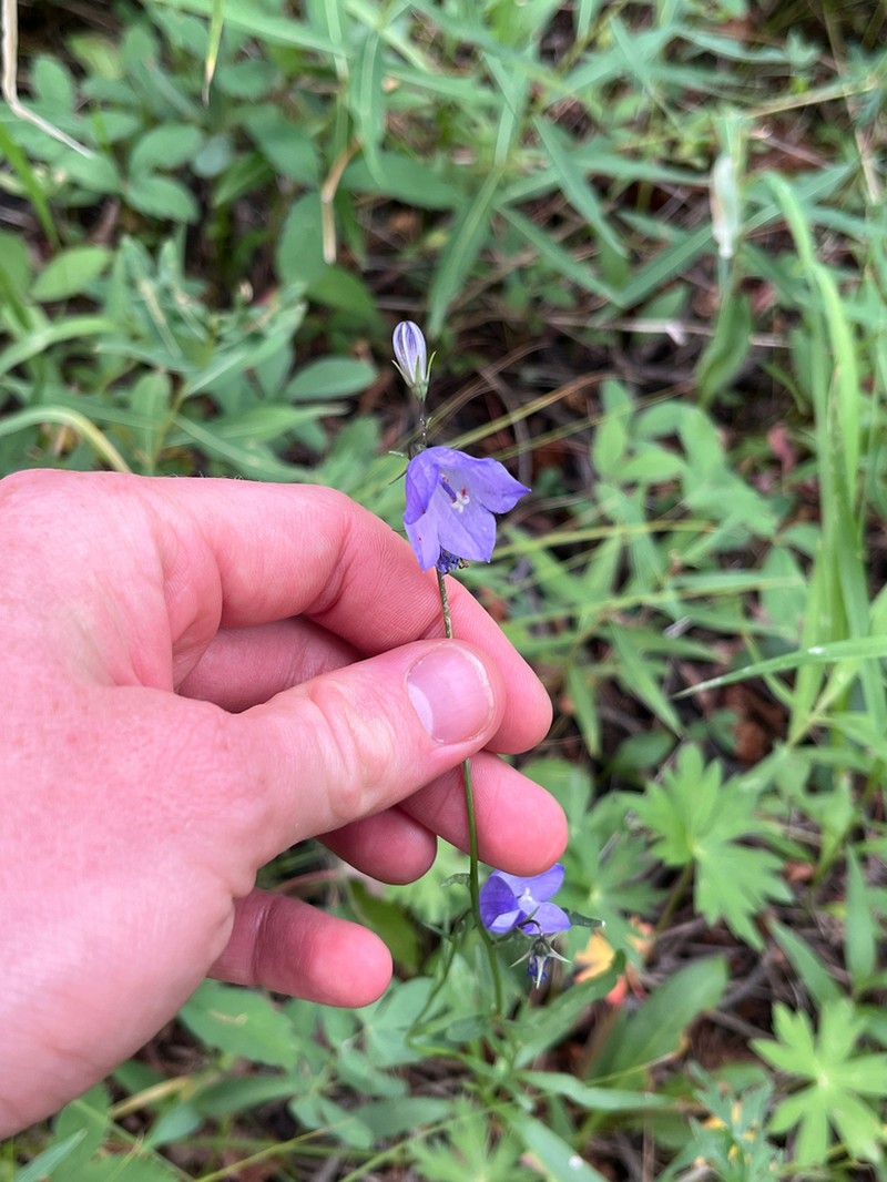 Campanula petiolata photo 7