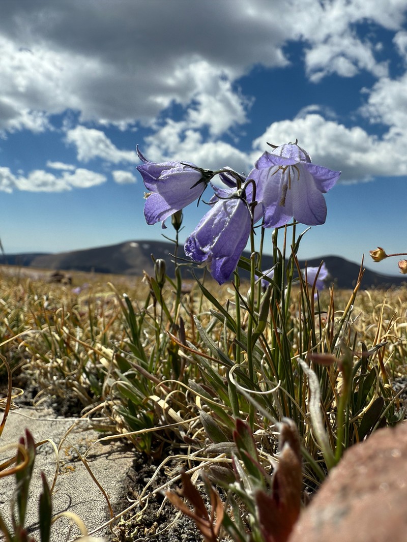 Campanula petiolata photo 8