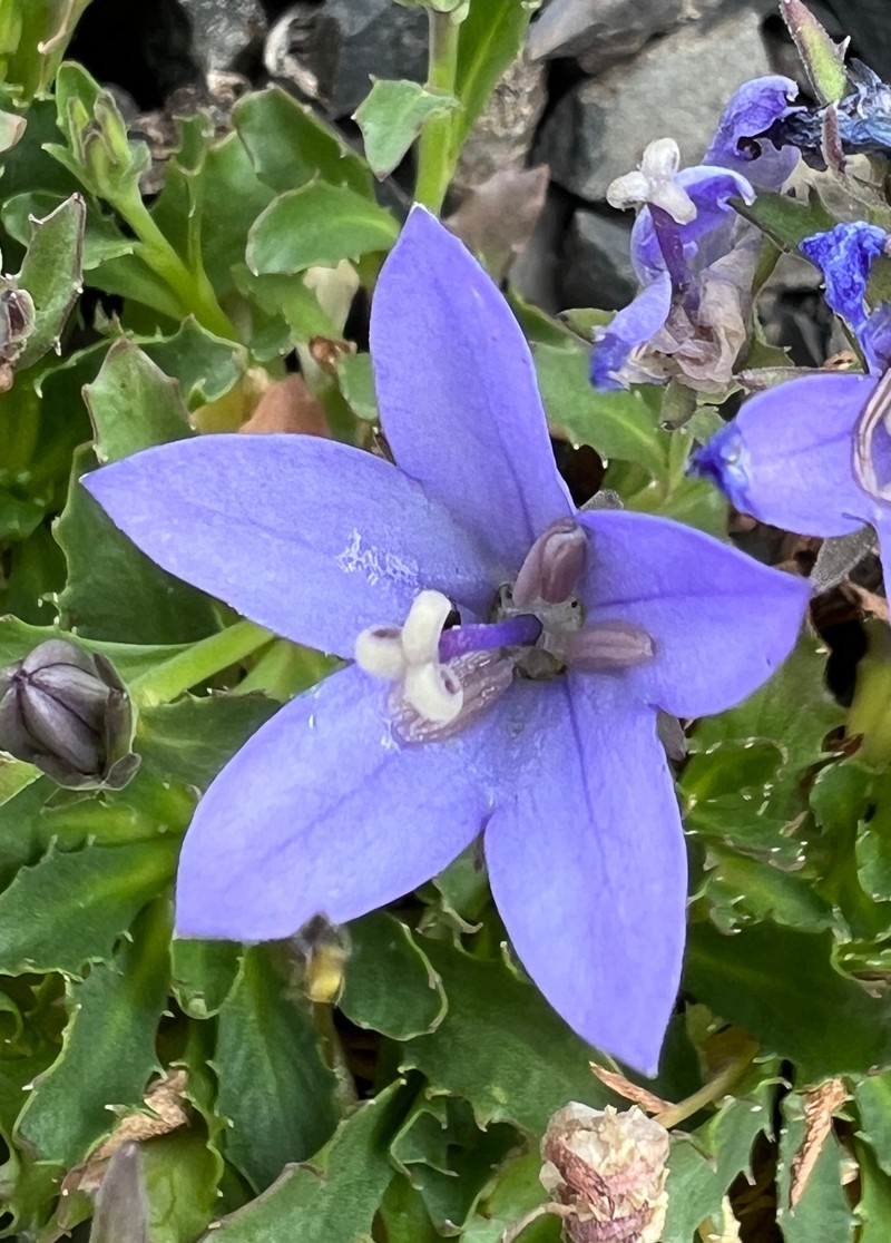 Olympic Bellflower photo 2