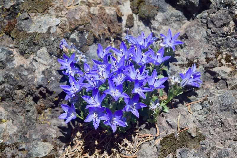 Olympic Bellflower photo 3