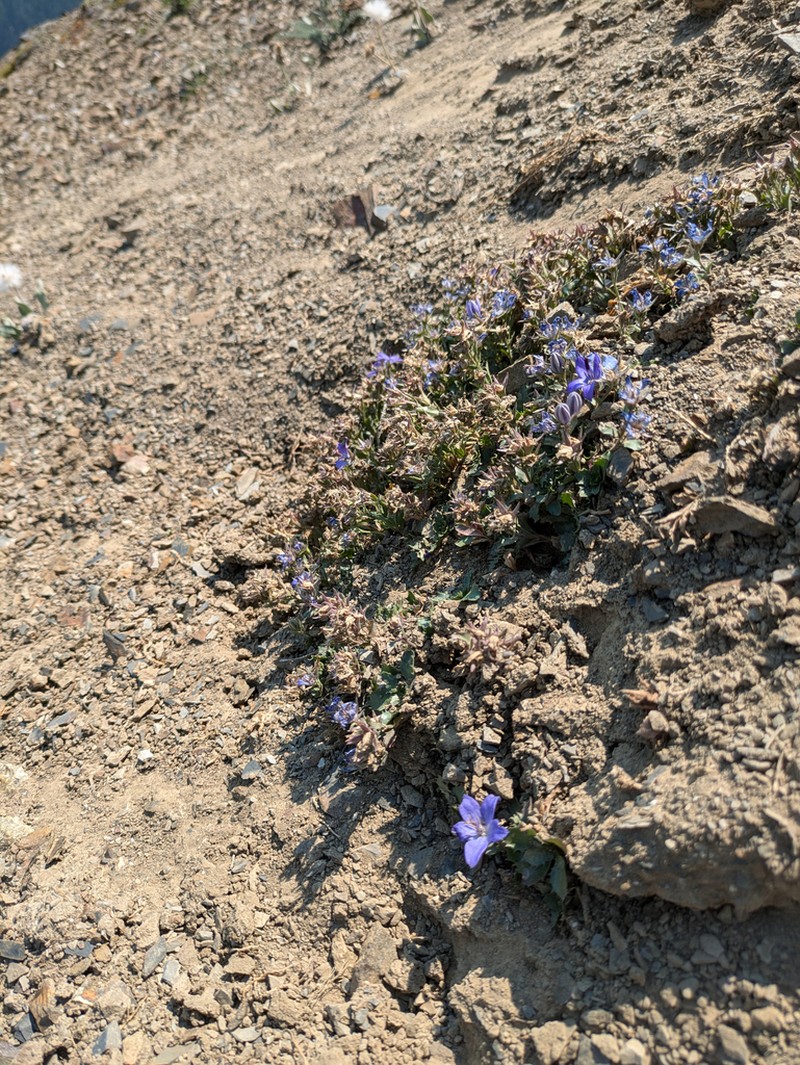 Olympic Bellflower photo 4