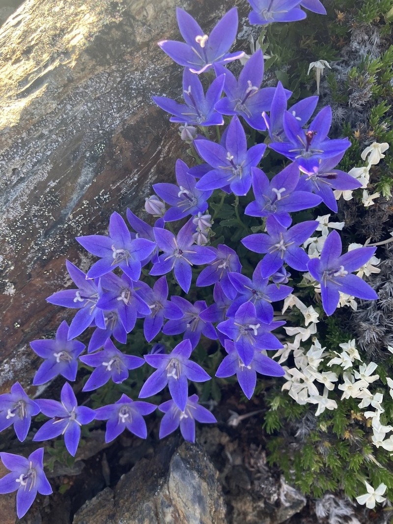 Olympic Bellflower photo 5