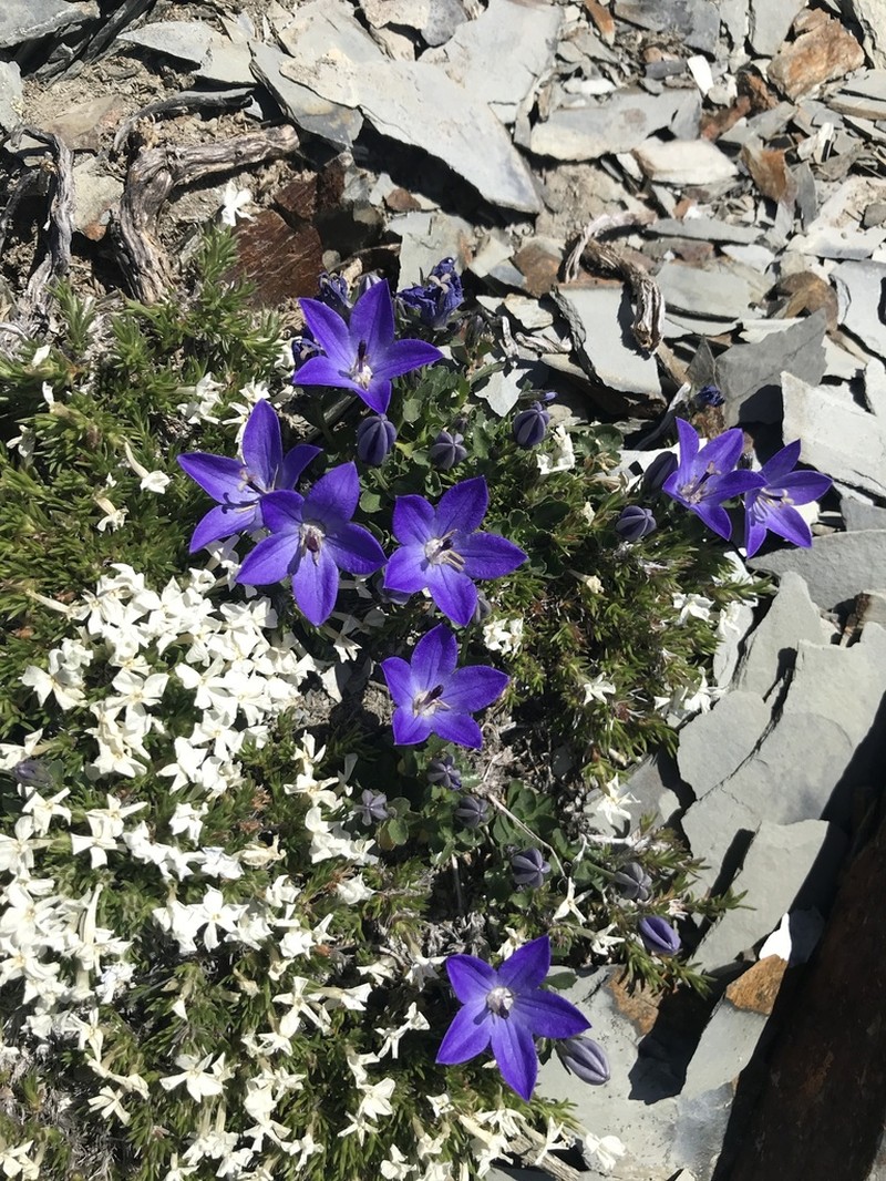 Olympic Bellflower photo 6