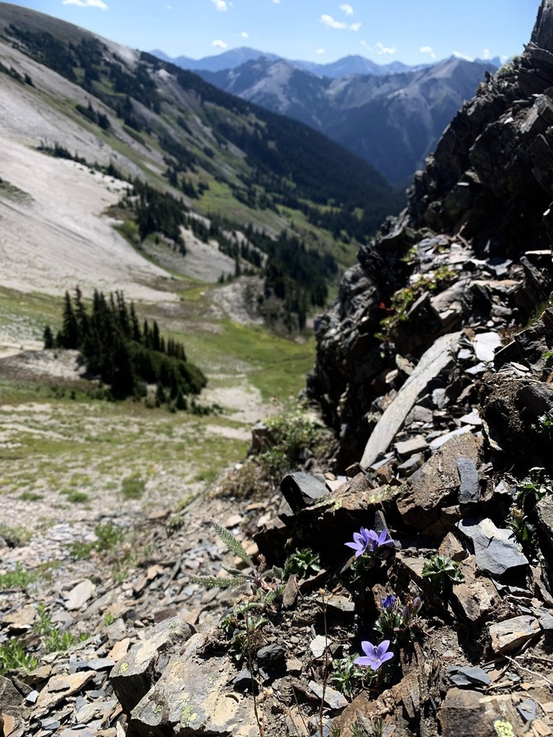 Olympic Bellflower photo 7